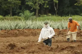 Agricultura 4.0 dará a Panamá más desarrollo y seguridad alimentaria