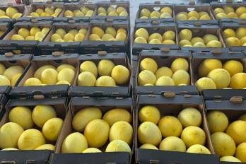 El melón panameño es un fruto mu apreciado en el mercado internacional.