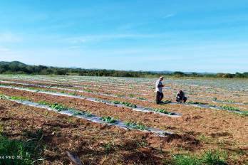 Cada noviembre, los productores de cucurbitáceas preparan las tierras para sembrar y cosechar a inicios del año.