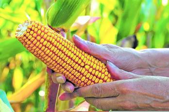 El maíz amarillo se usa mucha para el procesamiento de alimento para animales.