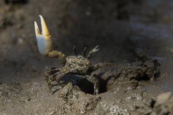 Macho de ‘Leptuca bacillopilosa’ en postura de cortejo. Horconcitos, Golfo de Chiriquí, 2024.