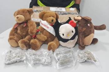 Las autoridades verificaron que en el relleno de los juguetes había cuatro empaques plásticos que contenían los 12 envoltorios con presunta marihuana hidropónica.