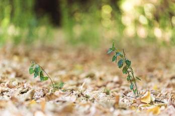 Empresarios y cabilderos del cambio climático