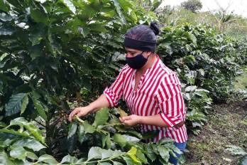 Hoy es posible determinar con mayor precisión qué variedades de café son adecuadas para un área específica.