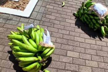 Se conocieron detalles del mensaje dejado al procurador Luis Carlos Gómez dentro de unas cabezas de guineo.