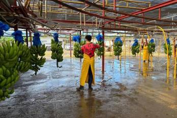 La recuperación de la actividad permitirá proteger más de 6.000 empleos vinculados al sector bananero.