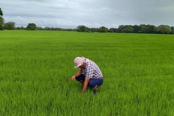 El manejo adecuado de estos insumos resulta fundamental para proteger los cultivos.