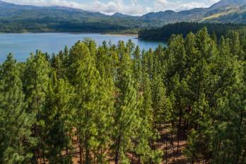 Una cuarta parte de las medicinas modernas provienen de plantas de los bosques tropicales, incluyendo dos tercios de todas las medicinas que combaten el cáncer.