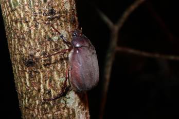 Espécimen de Phyllophaga sp capturado en Chilibre.