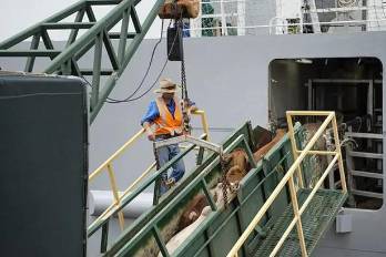Para 2025, se proyecta superar el millón y medio de cabezas exportadas.