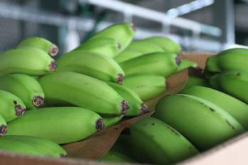 Las exportaciones de banano fueron las más destacadas a lo largo de 2024.