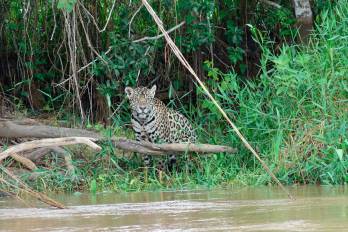 El jaguar está en peligro de extinción por la pérdida de su hábitat y los conflictos con ganaderos, entre otras amenazas.