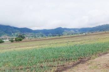 Finca productora en Chiriquí recibió la visita de autoridades del MIDA, tras el impacto de las fuertes lluvias de los últimos días.