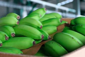 Las exportaciones de banano fueron las más destacadas a lo largo de 2024.