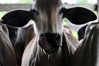 Costa Rica denunció a Panamá ante la OMC por las medidas sanitarias que aplica a productos que provienen del ganado.
