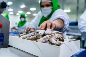 Los camarones congelados, el principal bien de la canasta exportadora panameña