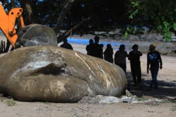 El tiburón ballena (Rhincodon typus), considerado el pez más grande del mundo, es una especie de gran importancia para los ecosistemas marinos.