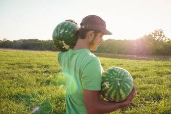 Tres plantas exportadoras estarán despachando en este periodo más de 700 contenedores de sandía y melones hacia el mercado holandés.