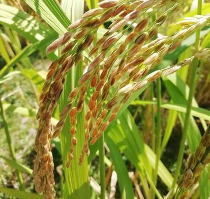 El consumo anual per cápita de arroz blanco en Panamá se calcula en alrededor de 154.32 libras.