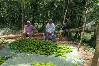 Productores de aguacate.