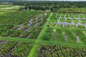 Unas mil hectáreas de banano están abandonadas y con la enfermedad de la Sigatoka negra.