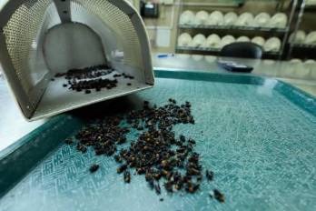 Para hacer frente a la plaga, Antognoli precisó que Copeg incrementó la producción de mosca estéril.