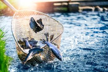 En lo que respecta a las subvenciones a la pesca, el proyecto contiene disciplinas que contribuyen a la sobrecapacidad y la sobrepesca.