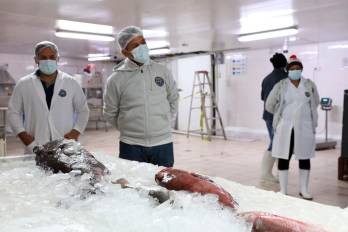 Entre los bienes panameños exportados al Caribe está el pescado fresco, incluyendo pargo, cherna y dorado.