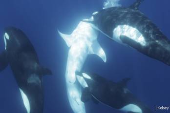 Una orca, durante un evento de caza, muerde a un tiburón cerca de la zona pélvica.