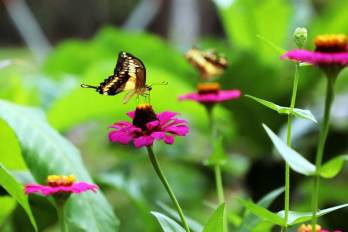 Se cuentan con 20 especies de mariposas
