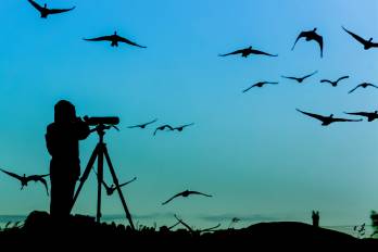 Avistamiento y conteo de aves o Global Big Day