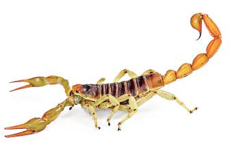 Los alacranes