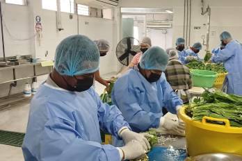 Productores de una cooperativa participaron en una capacitación técnica especializada que les permitirá transformar el culantro fresco en un producto deshidratado.
