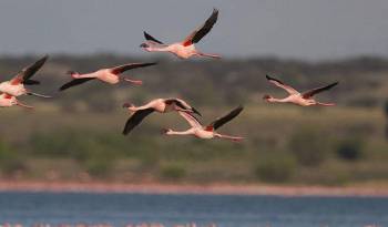 La 14° Convención de Bonn culminará con un reporte sobre el estado de las especies migratorias.