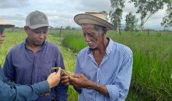 La fitomejoradora de arroz del Idiap e investigadora agrícola Evelyn Quirós, en una gira con productores.