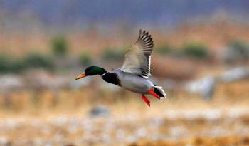 Las aves son una de las especies migratorias menos afectadas por los factores que llevan a esta fauna a la extinción.