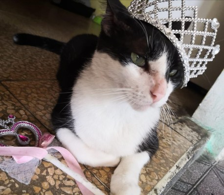 Usa mascarilla, 'piden' los gatos en su día