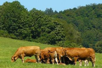 Con el nuevo programa que busca mejorar los sistemas productivos y elevar la eficiencia del sector, la ganadería lechera en Panamá entra en fase de modernización para reforzar la seguridad alimentaria.