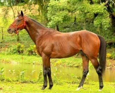 Del padrillo campeón Jaguar Paw pasarán al martillo cuatro machos y siete hembras.