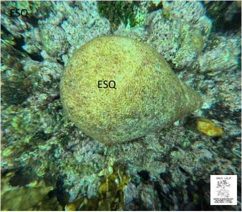 Hasta ahora, la enfermedad no se había documentado en Panamá, lo que convierte su detección en la Comarca Guna Yala en una señal de alerta para la conservación de los ecosistemas marinos del país.