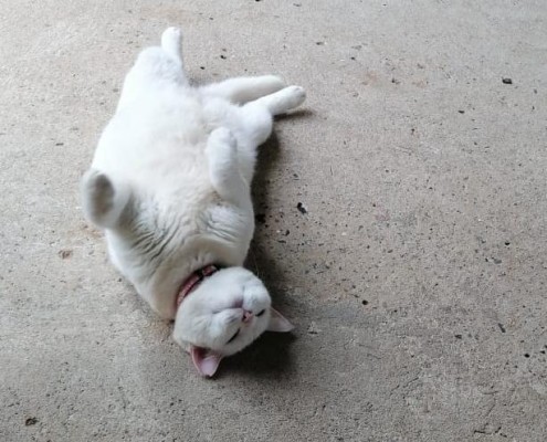 Usa mascarilla, 'piden' los gatos en su día
