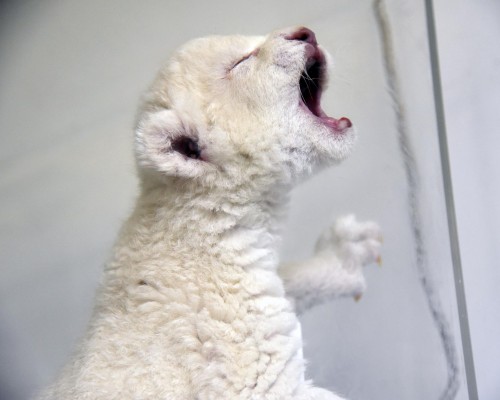 Cachorros de le&oacute;n blanco