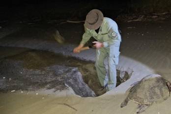 Tortuga lora muere tras ataque de perros sueltos en refugio protegido.