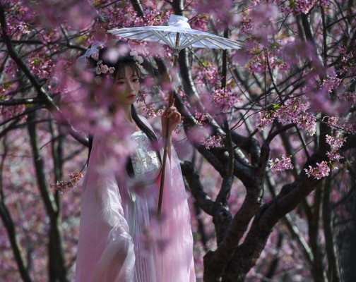 Tokio registra el sakura o cerezos en flor más tempranos desde 1953