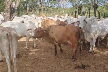 Los casos positivos de rabia en bovinos representan una señal de alerta para la población debido a que se trata de una enfermedad zoonótica, es decir, transmisible de animales a humanos.