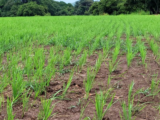 La provincia de Chiriquí registra el mayor porcentaje de siembra con un 33.3%.