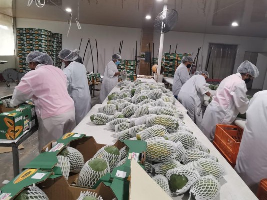 Las frutas son embaladas para su protección y que no lleguen con golpes.