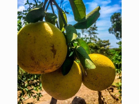 Cítricos como la naranja es lo que más abunda en Chitra.