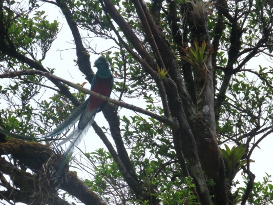 El quetzal deslumbra en el Parque Internacional La Amistad