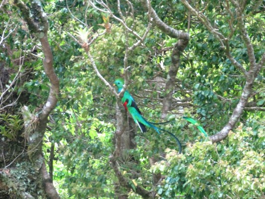 El quetzal deslumbra en el Parque Internacional La Amistad